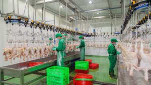 Ph&aacute;t triển chăn nu&ocirc;i 2020 - 2030 l&agrave; ng&agrave;nh KD c&oacute; điều kiện