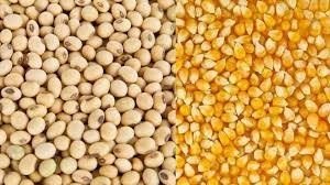 Thị trường TĂCN thế giới ng&agrave;y 21/1/2020: Gi&aacute; ng&ocirc; giảm do hoạt động b&aacute;n ra chốt lời
