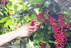 Chuyện được - thua b&ecirc;n ly c&agrave; ph&ecirc; đầu xu&acirc;n