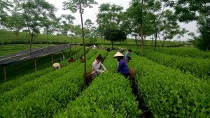 Ng&agrave;nh n&ocirc;ng nghiệp: Dư địa lớn từ li&ecirc;n kết chuỗi
