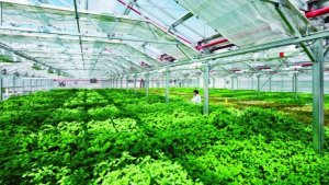 Doanh nghiệp sẽ l&agrave; hạt nh&acirc;n tiếp tục dẫn dắt n&ocirc;ng nghiệp