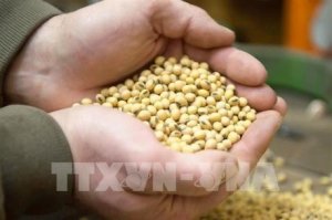 Thị trường n&ocirc;ng sản biến động tr&aacute;i chiều trong tuần qua