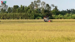 Hai kịch bản về an ninh lương thực, xuất khẩu gạo trong dịch Covid-19