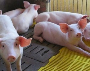 Gi&aacute; lợn hơi ng&agrave;y 24/4/2020 ổn định ở mức cao