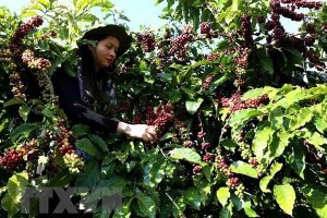 C&agrave; ph&ecirc; v&agrave; dầu th&ocirc;: Giống nhau một v&aacute;n b&agrave;i