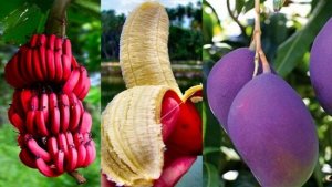 Phương ph&aacute;p CRISPR mới chỉnh sửa c&acirc;y trồng m&agrave; kh&ocirc;ng biến ch&uacute;ng th&agrave;nh sinh vật biến đổi gen
