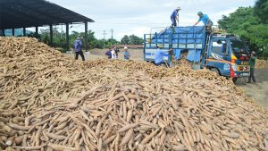 Xuất khẩu sắn sang Trung Quốc trong th&aacute;ng 6 thấp nhất t&iacute;nh từ đầu năm