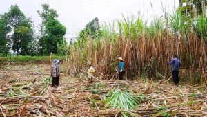 Vị đắng m&iacute;a đường