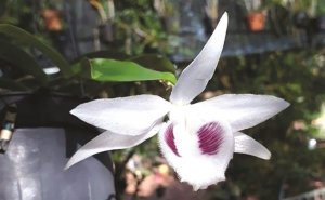 Hoa lan mộng tỉ đ&ocirc; 