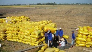 Tranh thủ thị trường khi gạo xuất khẩu c&oacute; gi&aacute; tốt