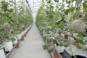 Năm "n&uacute;t thắt" cần th&aacute;o gỡ để n&ocirc;ng nghiệp c&ocirc;ng nghệ cao bứt ph&aacute; 