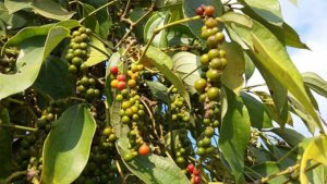 Gi&aacute; ti&ecirc;u ng&agrave;y 28/11: Ti&ecirc;u trong nước tiếp tục tăng 