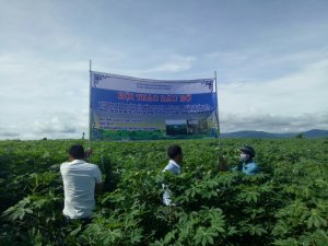 M&ocirc; h&igrave;nh trồng giống sắn KM 140 sạch bệnh &ndash; Giải ph&aacute;p tăng hiệu quả kinh tế trồng sắn tại Gia Lai