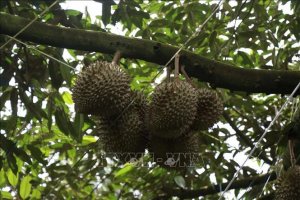 Khi c&ocirc;ng nghệ kết hợp với thi&ecirc;n nhi&ecirc;n