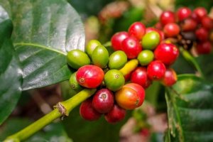 TT c&agrave; ph&ecirc; ng&agrave;y 22/01: Gi&aacute; giảm th&ecirc;m 300 đồng/kg tr&ecirc;n to&agrave;n v&ugrave;ng nguy&ecirc;n liệu