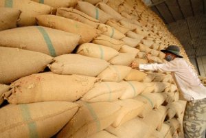  USDA dự b&aacute;o thương mại gạo thế giới ni&ecirc;n vụ 2020/21