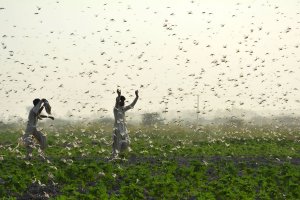 Tr&iacute; tuệ nh&acirc;n tạo trở th&agrave;nh vũ kh&iacute; mới để diệt s&acirc;u bệnh 