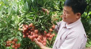 Thương mại điện tử: Hướng đi mới cho ti&ecirc;u thụ n&ocirc;ng sản