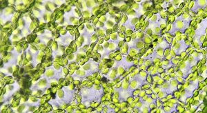 Nghi&ecirc;n cứu tăng cường hấp thụ CO2 ở thực vật