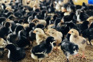 Gi&aacute; thức ăn chăn nu&ocirc;i c&oacute; thể lập đỉnh mới trong th&aacute;ng cuối năm