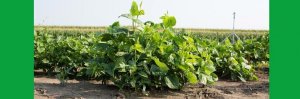 &Aacute;nh nắng mặt trời kh&ocirc;ng ổn định l&agrave;m chậm sự hoạt động của enzyme Rubisco v&agrave; hạn chế năng suất quang hợp