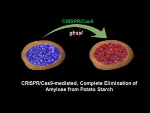C&aacute;c nh&agrave; nghi&ecirc;n cứu sử dụng c&ocirc;ng nghệ CRISPR để thay đổi lượng tinh bột trong khoai t&acirc;y