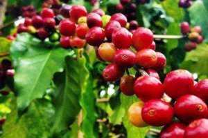 Gi&aacute; c&agrave; ph&ecirc; h&ocirc;m 18/6: Quay đầu giảm nhẹ