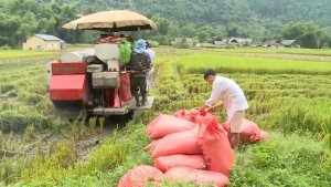 Gi&aacute; l&uacute;a gạo tuần từ 8-14/8: Gi&aacute; l&uacute;a gạo nội địa tăng, xuất khẩu giảm