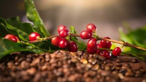  Thị trường c&agrave; ph&ecirc; h&ocirc;m 25/8: Bật tăng mạnh 1.000 đồng/kg tại nội địa