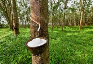 Gi&aacute; cao su, b&ocirc;ng, ca cao thế giới ng&agrave;y 10/11/2022