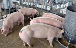 Gi&aacute; heo hơi h&ocirc;m nay 27/11: Dao động trong khoảng 51.000 &ndash; 56.000 đồng/kg
