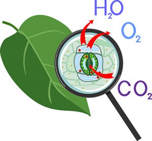 X&aacute;c định cảm biến carbon dioxide trong thực vật kiểm so&aacute;t sự mất nước