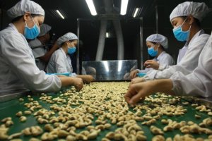 Xuất khẩu điều đạt hơn 3 tỷ USD, kh&ocirc;ng c&ograve;n tăng trưởng sau 10 năm li&ecirc;n tục 