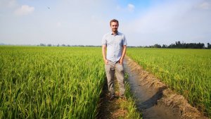 C&acirc;y l&uacute;a biến đổi gen để c&oacute; khả năng chịu mặn tốt hơn c&oacute; thể cho ph&eacute;p n&oacute; được trồng ở những nơi m&agrave; trước đ&oacute; kh&ocirc;ng thể