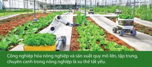 N&ocirc;ng nghiệp Việt Nam, hướng đi v&agrave; triển vọng gian nan