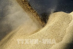 Gi&aacute; lương thực thế giới li&ecirc;n tục giảm trong gần một năm qua