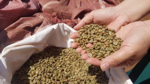 Gi&aacute; c&agrave; ph&ecirc; h&ocirc;m nay, 16/4: Gi&aacute; c&agrave; ph&ecirc; trong nước giảm 700 đồng/kg