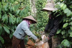 Gi&aacute; ti&ecirc;u h&ocirc;m nay ng&agrave;y 30/7/2023 v&agrave; tổng kết tuần qua: Lấy lại đ&agrave; tăng tại c&aacute;c v&ugrave;ng trọng điểm