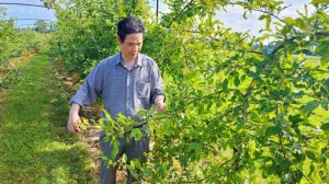 Biến thể gien gi&uacute;p tăng sản lượng t&aacute;o