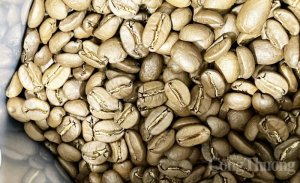Gi&aacute; c&agrave; ph&ecirc; h&ocirc;m nay, ng&agrave;y 8/10/2023: Gi&aacute; c&agrave; ph&ecirc; trong nước quay về quanh mốc 64.100 đồng/kg