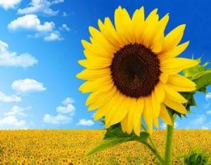 Chiết xuất hướng dương chống nấm gi&uacute;p giữ quả việt quất tươi
