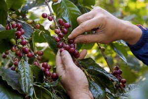 Gi&aacute; c&agrave; ph&ecirc; h&ocirc;m nay, ng&agrave;y 17/12/2023: Gi&aacute; c&agrave; ph&ecirc; trong nước cao nhất 67.000 đồng/kg