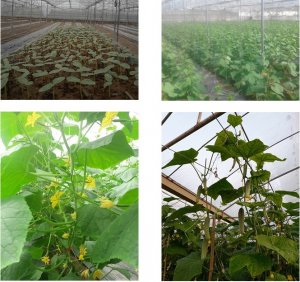 Ph&acirc;n b&oacute;n hữu cơ vi lượng, đất hiếm ứng dụng cho một số c&acirc;y ăn tr&aacute;i