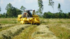Đề &aacute;n 1 triệu ha l&uacute;a chất lượng cao: Tạo sức mạnh tổng hợp để c&ugrave;ng thắng