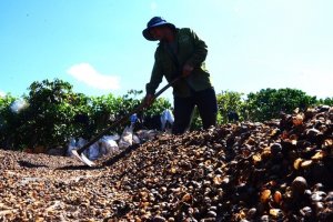 Số liệu xuất khẩu t&iacute;ch cực từ Brazil tạo &aacute;p lực k&eacute;p l&ecirc;n gi&aacute; c&agrave; ph&ecirc; xuất khẩu