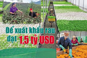 Để xuất khẩu rau đạt 1,5 tỷ USD