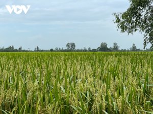 Đồng bằng s&ocirc;ng Cửu Long: Tư duy mới &ndash; Gi&aacute; trị mới