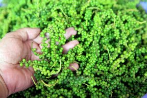 Gi&aacute; ti&ecirc;u h&ocirc;m nay 9/6/2024: Tiếp tục tăng sốc đạt mức 162.000 đồng/kg