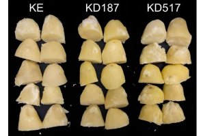 CRISPR/Cas9 tăng cường khả năng chịu ức chế của khoai t&acirc;y