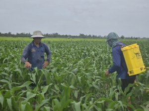 T&iacute;nh chuyện hồi sức cho đất miền T&acirc;y sau một giai đoạn th&acirc;m canh